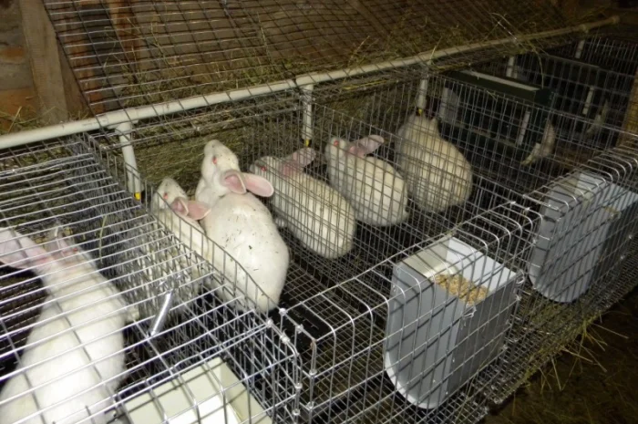 Продам племінні кролики породи Термондська Біла- фото № 17