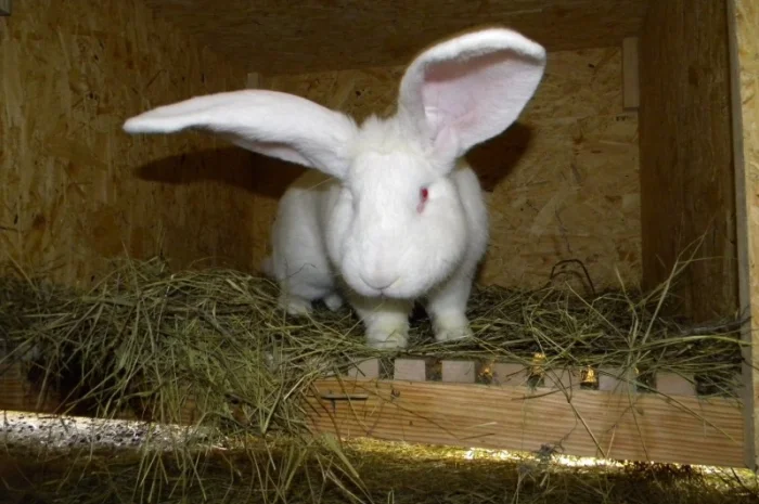 Продам племенні кролики породи Термондська Біла- фото № 3