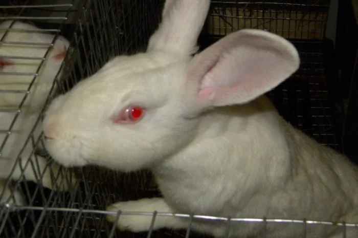 Продам племенні кролики породи Термондська Біла- фото № 2