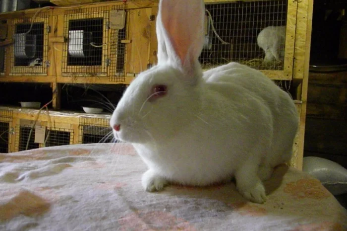 Продам племенні кролики породи Термондська Біла- фото № 10