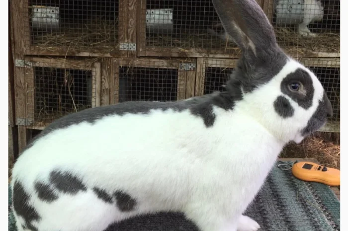 Німецький строкатий велетень ( блакитно-білий )- фото № 1