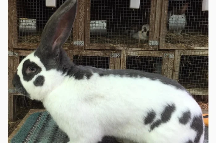 Німецький строкатий велетень ( блакитно-білий )- фото № 2