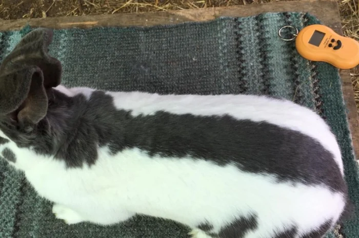 Німецький строкатий велетень ( блакитно-білий )- фото № 4