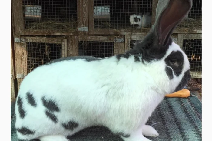 Німецький строкатий ( блакитно-білий )- фото № 1