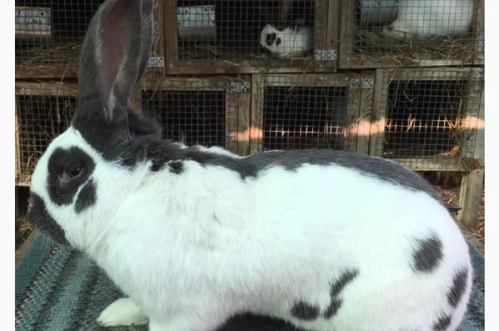 Німецький строкатий ( блакитно-білий )- фото № 2