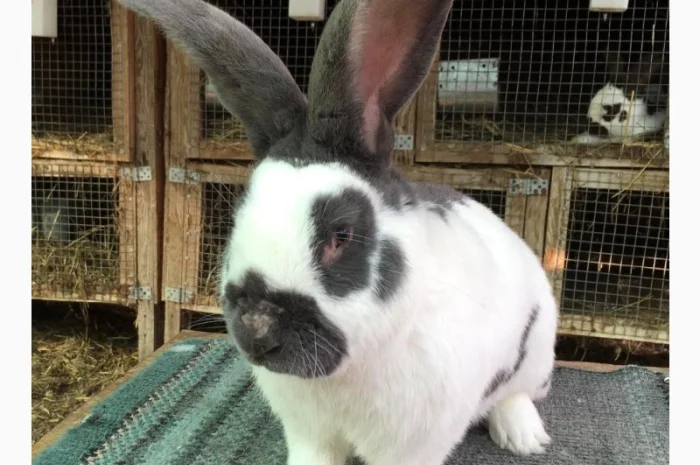 Німецький строкатий ( блакитно-білий )- фото № 3