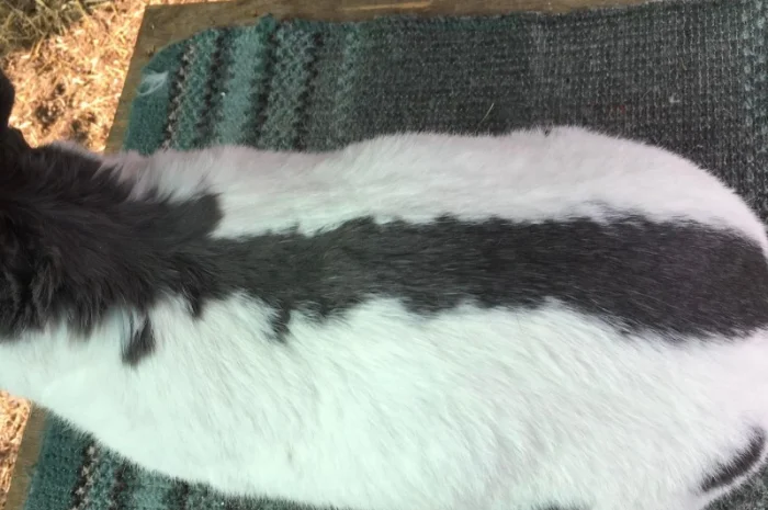 Німецький строкатий ( блакитно-білий )- фото № 4