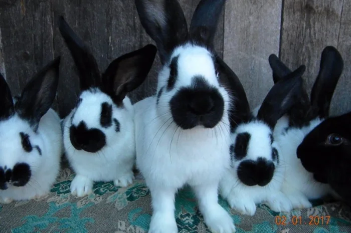 Молоді Німецькі Строкачі- фото № 1