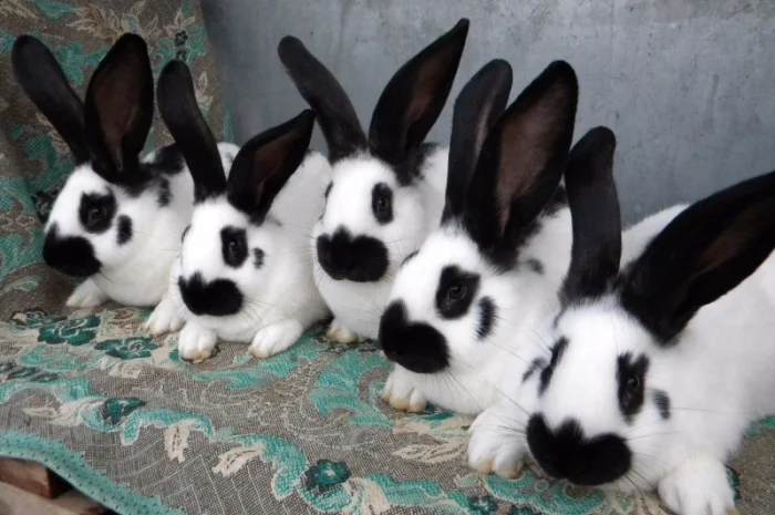 Молоді Німецькі Строкачі- фото № 2