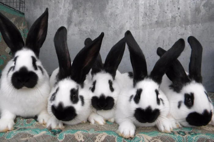 Молоді Німецькі Строкачі- фото № 3