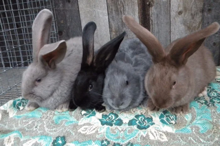 Німецький Строкач (самички одноколірні)- фото № 1