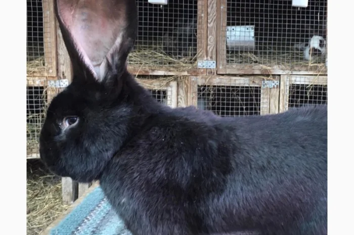 Бельгійський велетень ( чорний)- фото № 1