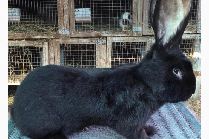 Бельгійський велетень ( чорний)- фото № 2