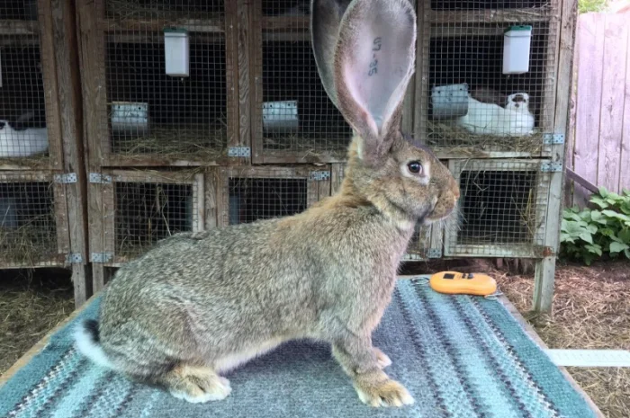 Бельгійський велетень ( сірий )- фото № 1