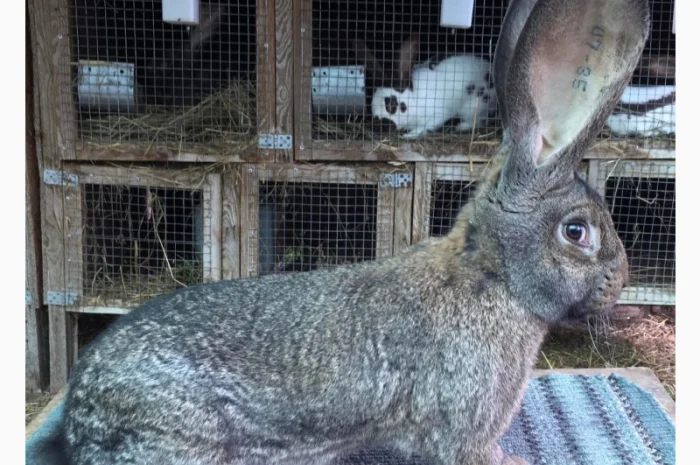 Бельгійський велетень ( сірий )- фото № 2