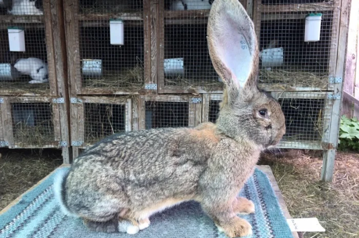 Бельгійський велетень ( сірий )- фото № 3