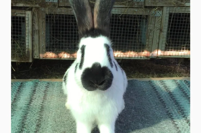 Німецький строкатий велетень ( чорно-білий )- фото № 1