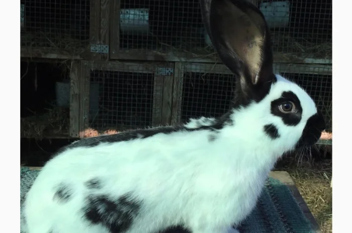 Німецький строкатий велетень ( чорно-білий )- фото № 2