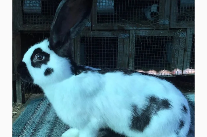 Німецький строкатий велетень ( чорно-білий )- фото № 3