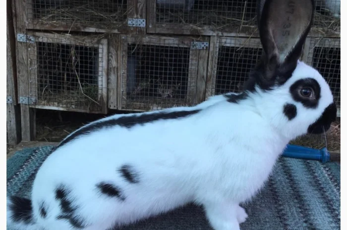 Німецький строкатий ( чорно-білий )- фото № 1