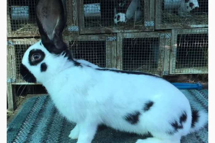 Німецький строкатий ( чорно-білий )- фото № 2