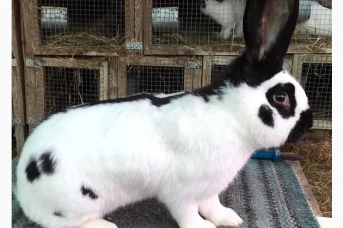 Німецький строкач- фото № 1