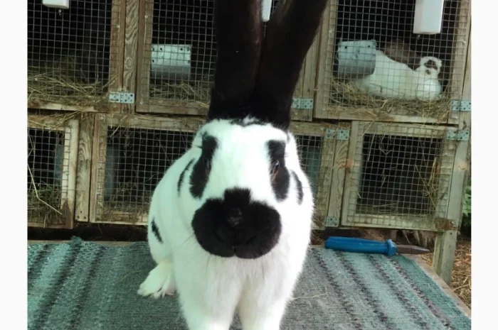 Німецький строкач- фото № 2