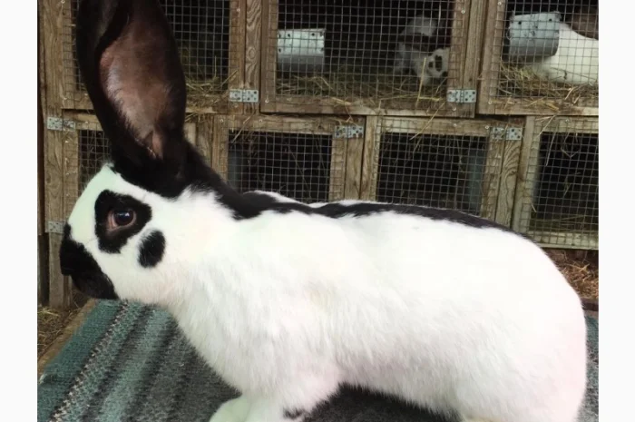 Німецький строкач- фото № 3