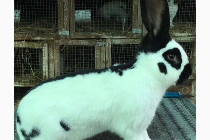 Німецький строкатий- фото № 1