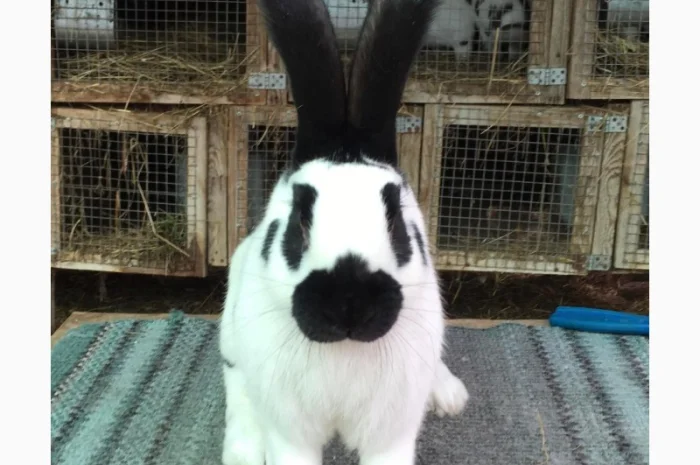 Німецький строкатий- фото № 2