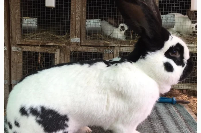 Німецький строкатий велетень- фото № 1