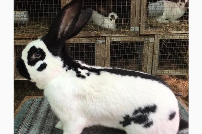 Німецький строкатий велетень- фото № 2