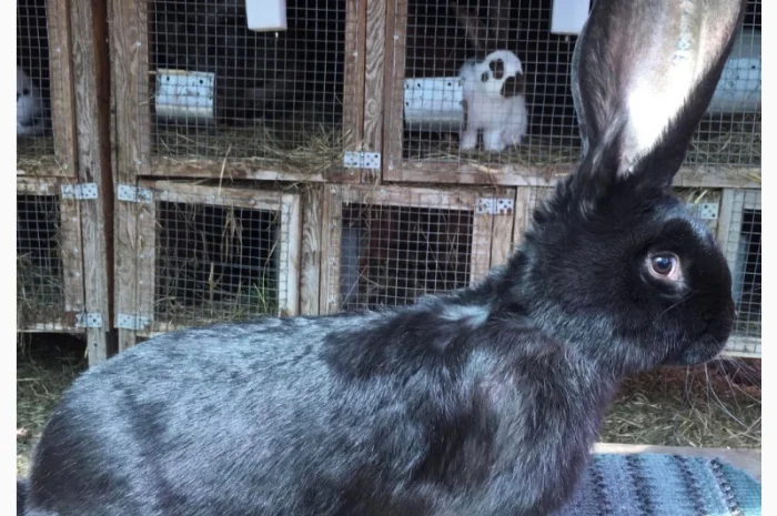 Бельгійський велетень- фото № 1