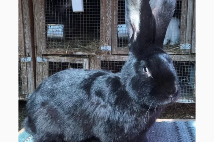 Бельгійський велетень- фото № 2