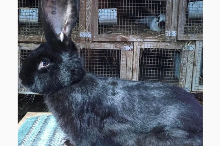 Бельгійський велетень- фото № 3