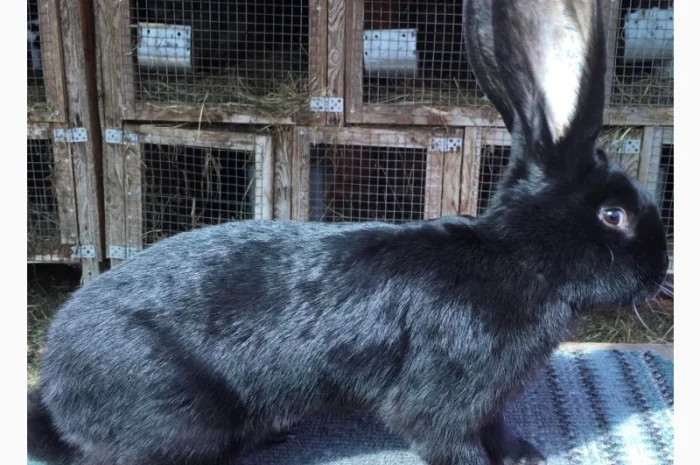 Бельгійський велетень- фото № 4