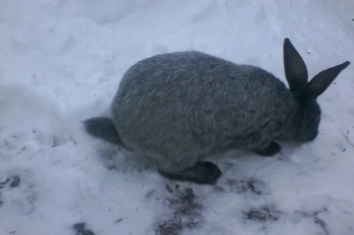 Полтавське срібло- фото № 1