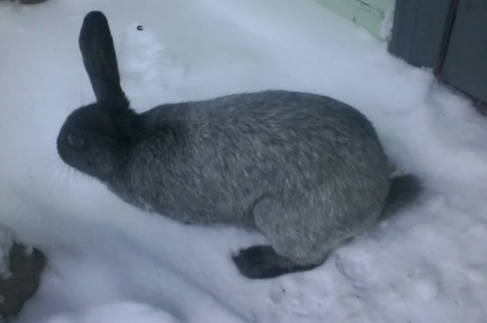 Полтавське срібло- фото № 2