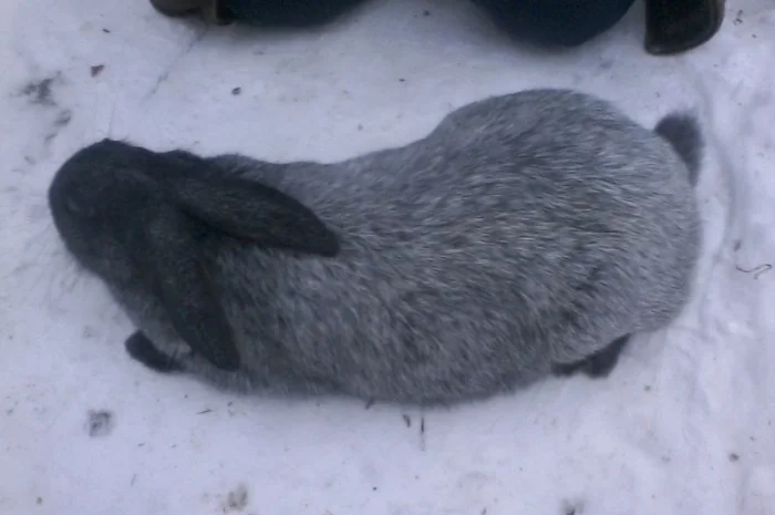 Полтавське срібло- фото № 3