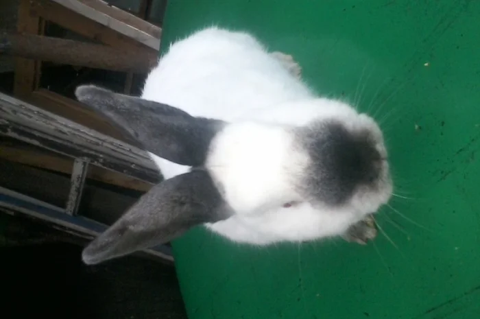 Елітні каліфорнійці- фото № 1