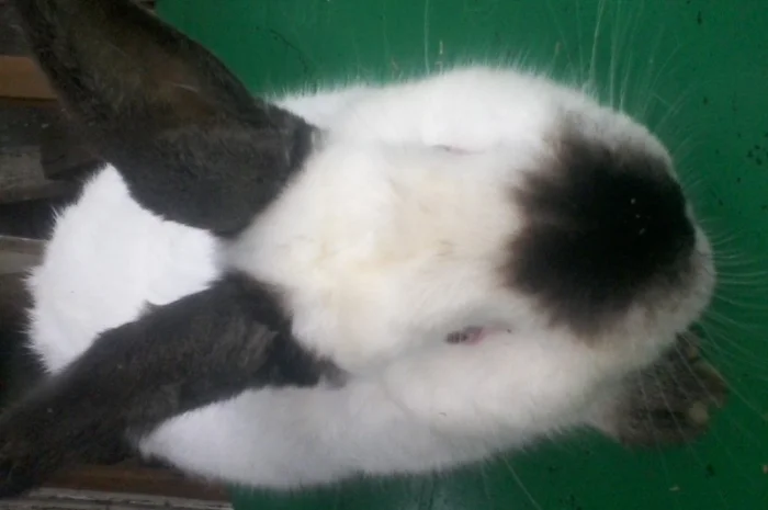 Елітні каліфорнійці- фото № 2