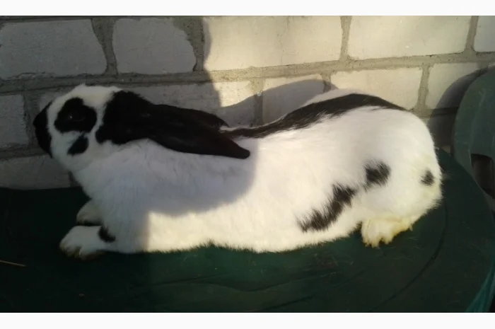 Німецький строкач- фото № 1