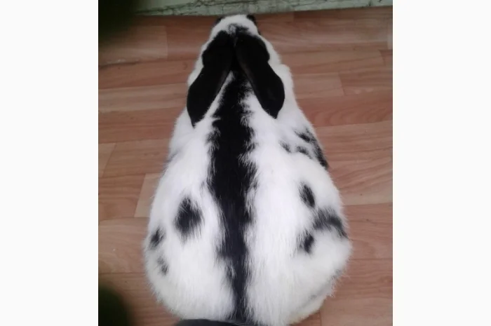 Німецький строкач- фото № 2