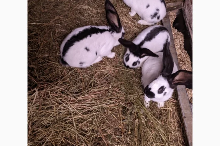 Продам чотирьохмісячних самців породи Німецький строкач- фото № 1