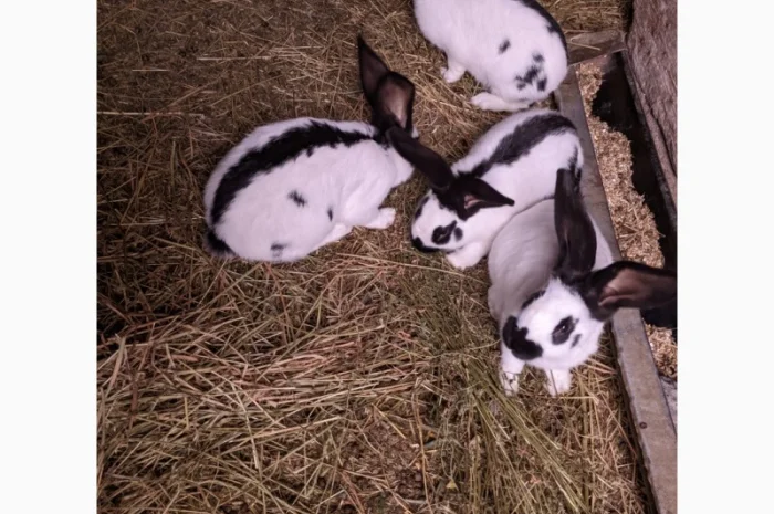 Продам чотирьохмісячних самців породи Німецький строкач- фото № 2