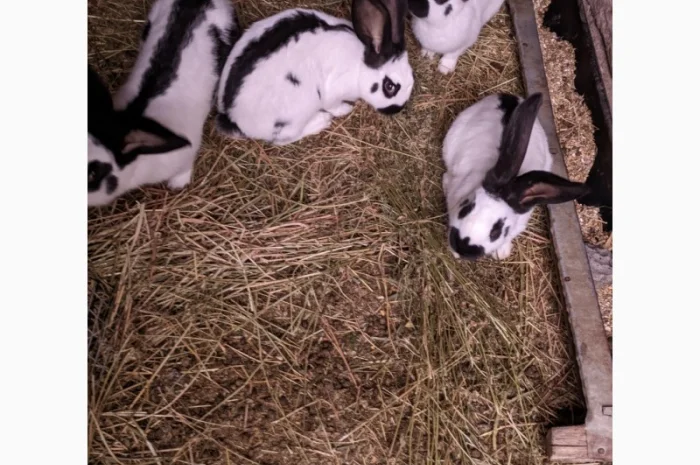 Продам чотирьохмісячних самців породи Німецький строкач- фото № 3