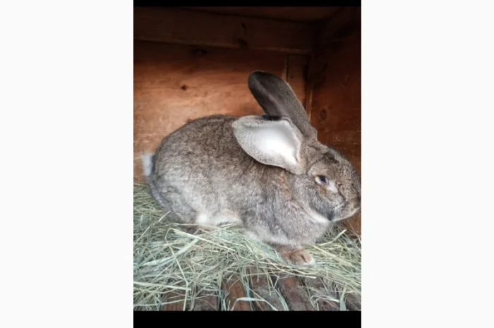 Продам кроликов Бургундия, Калифорния, Фландр, Строкач- фото № 1