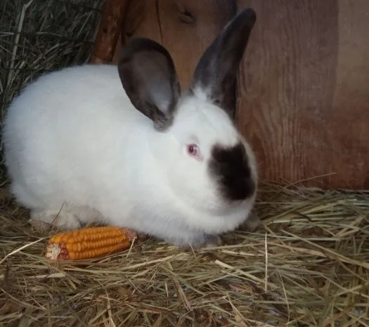 Продам кроликов Бургундия, Калифорния, Фландр, Строкач- фото № 6