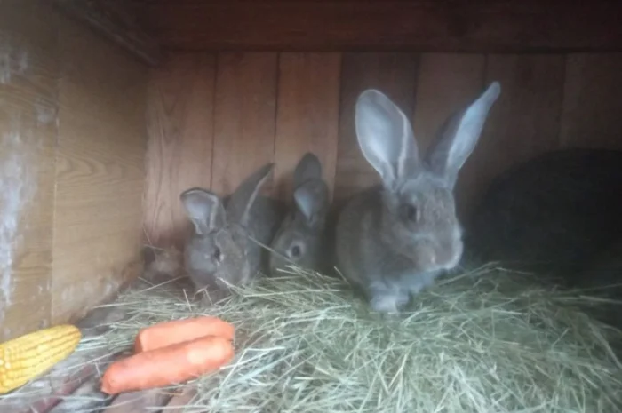 Продам кроликов Бургундия, Калифорния, Фландр, Строкач- фото № 7