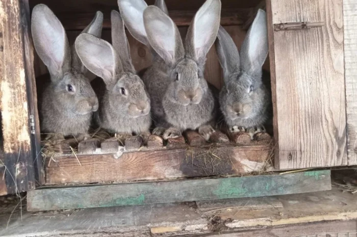 Пропонуються кролики породи Фландр і Бургундія- фото № 1